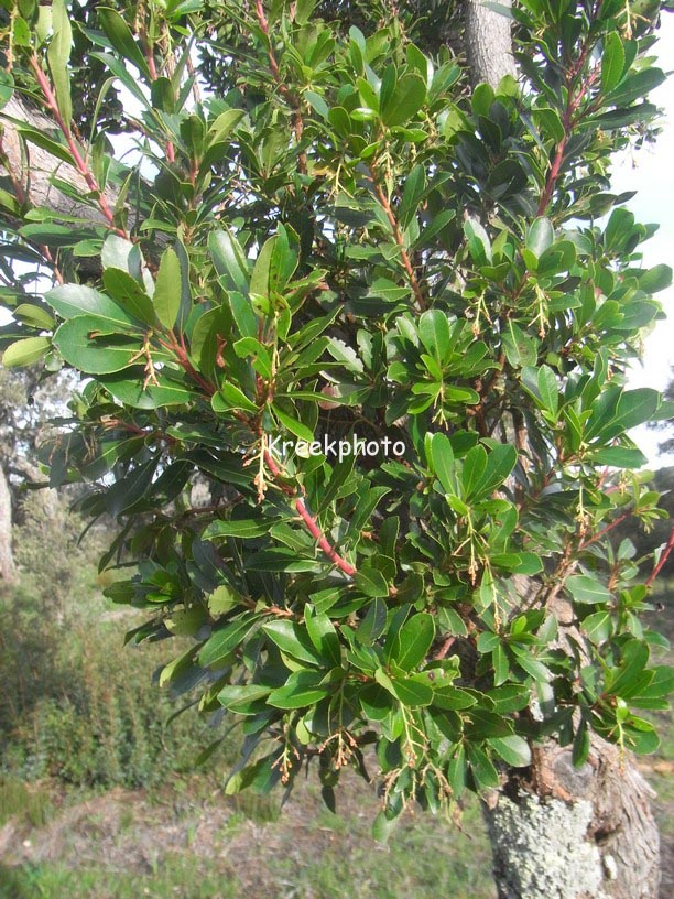 Arbutus unedo