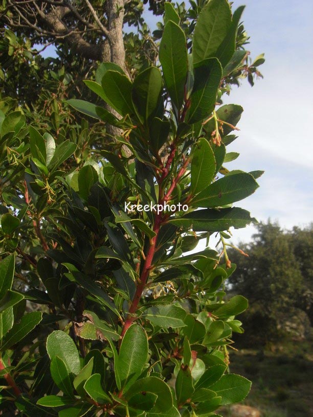 Arbutus unedo