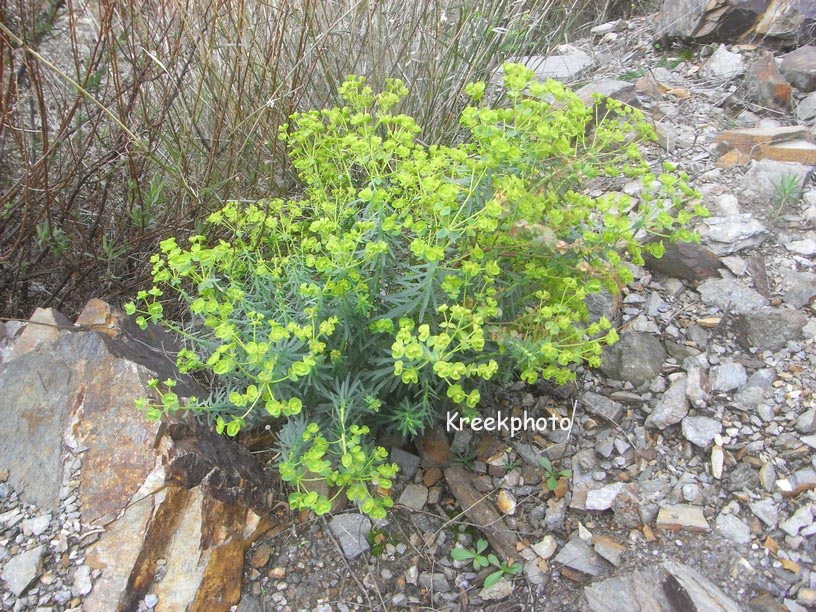 Euphorbia cyparissias