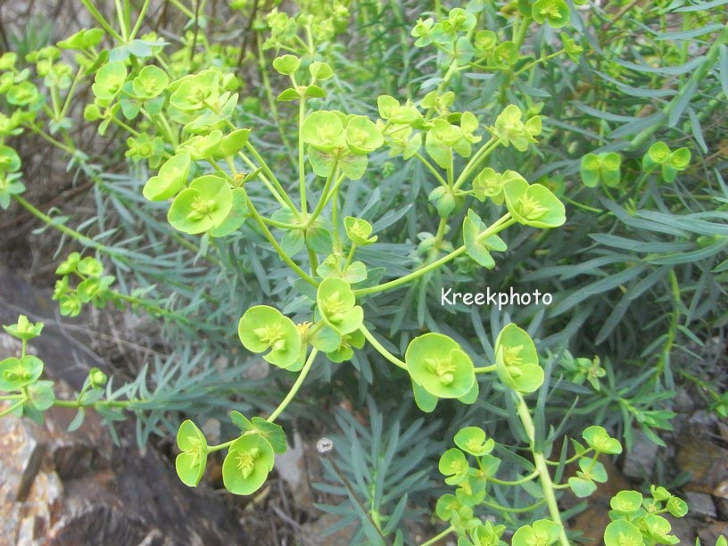 Euphorbia cyparissias