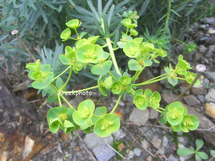 Euphorbia cyparissias