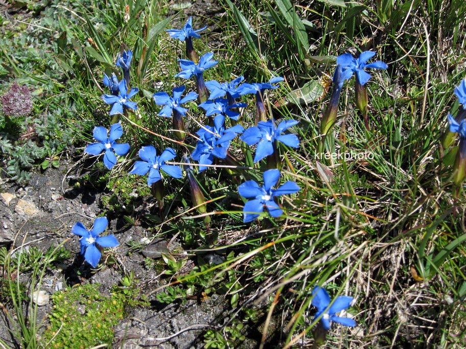 Gentiana verna