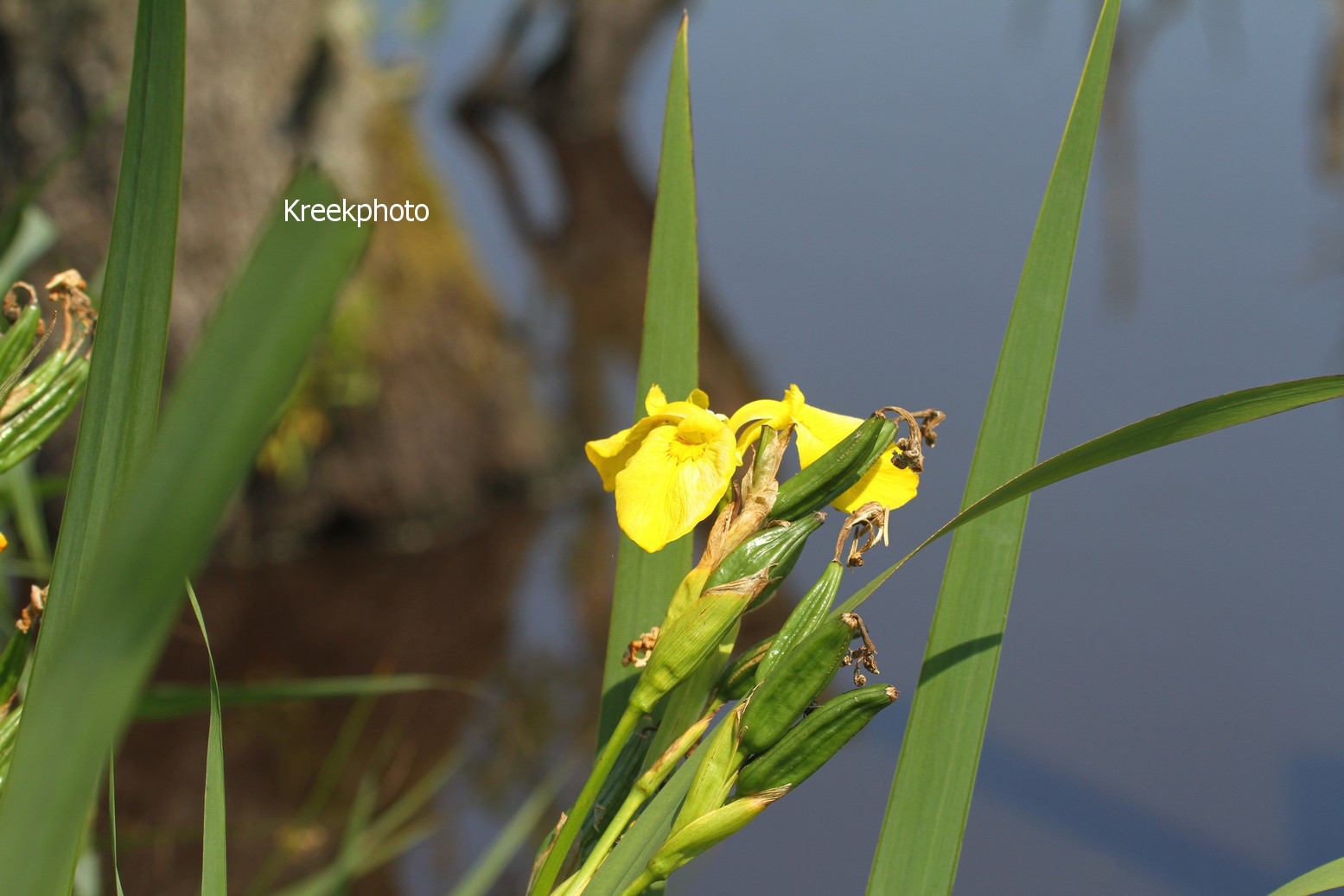 Iris pseudacorus