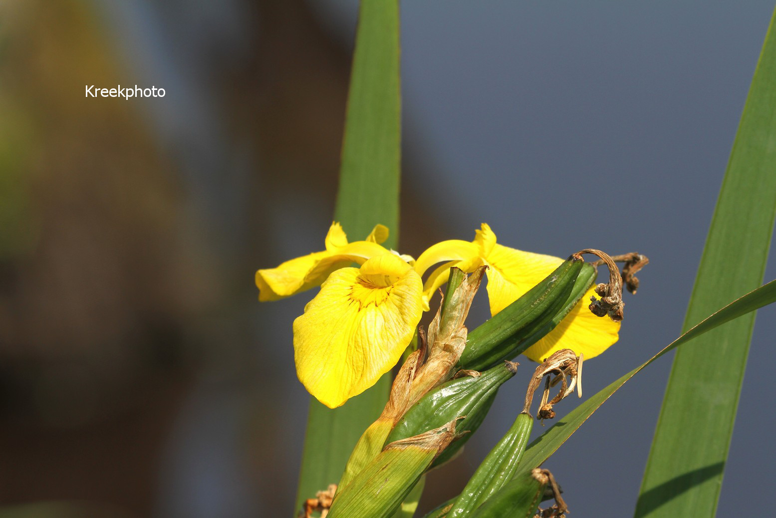 Iris pseudacorus