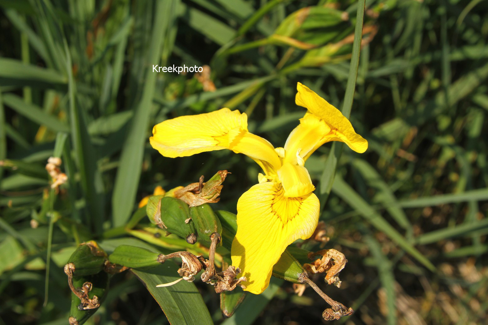 Iris pseudacorus