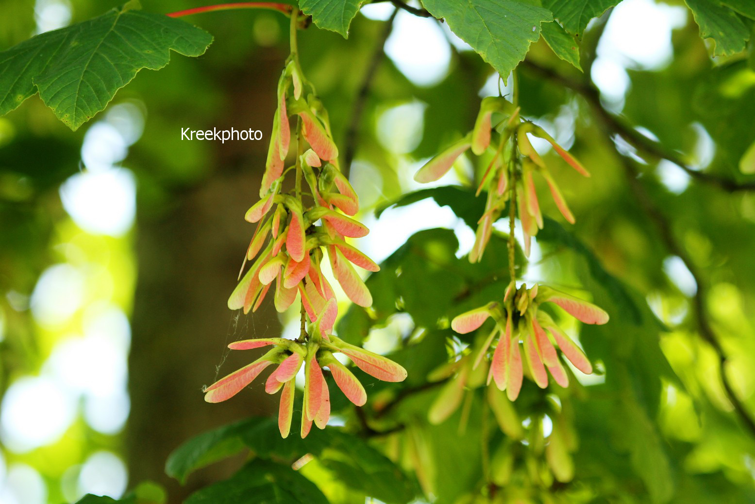 Acer pseudoplatanus