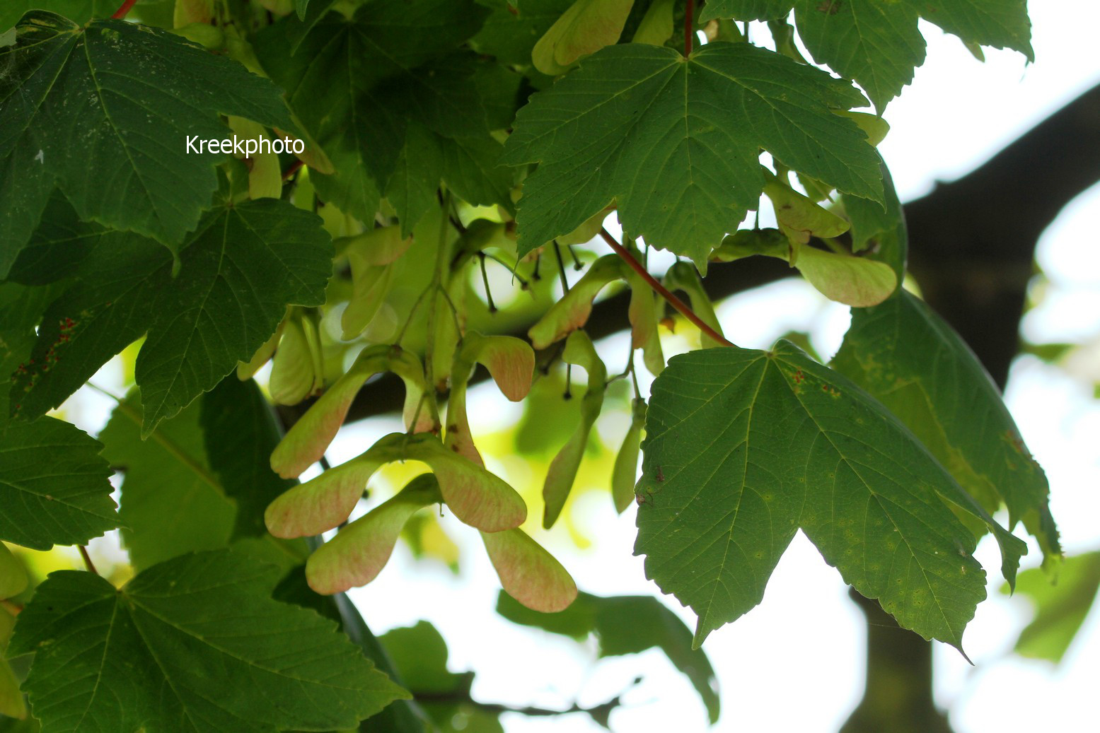 Acer pseudoplatanus