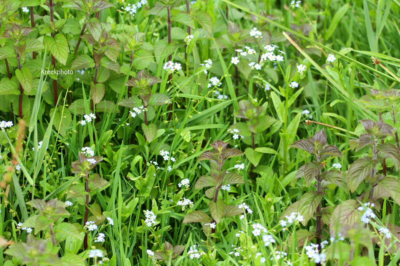 Myosotis palustris