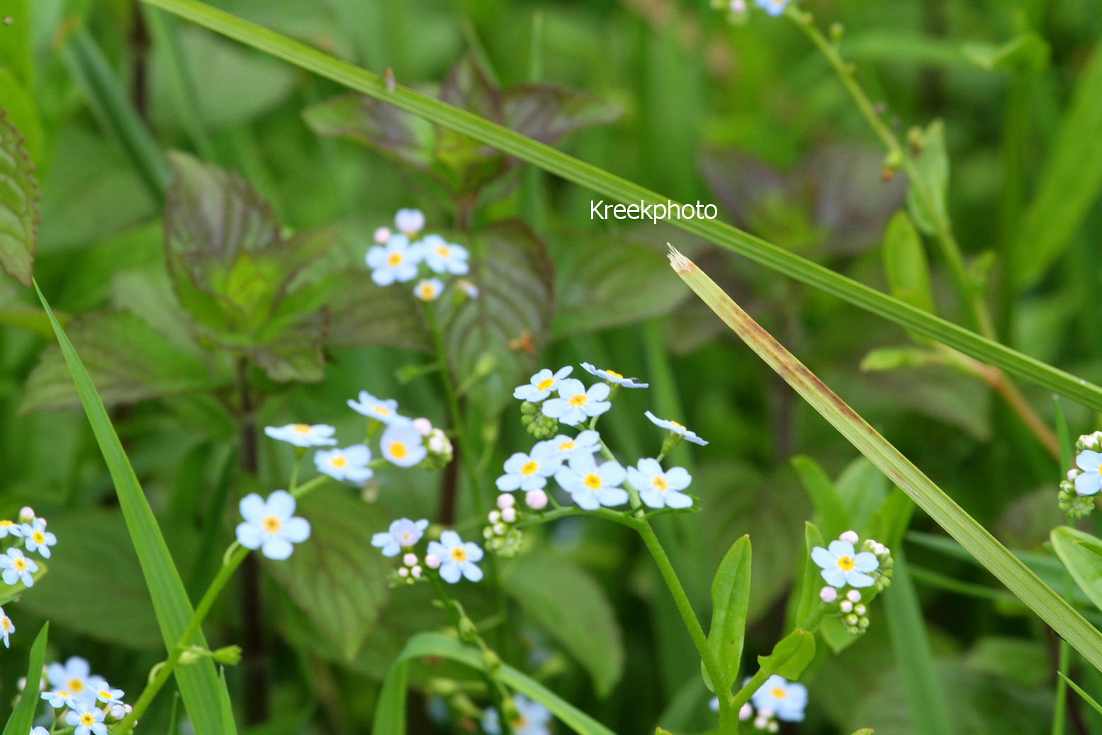 Myosotis palustris