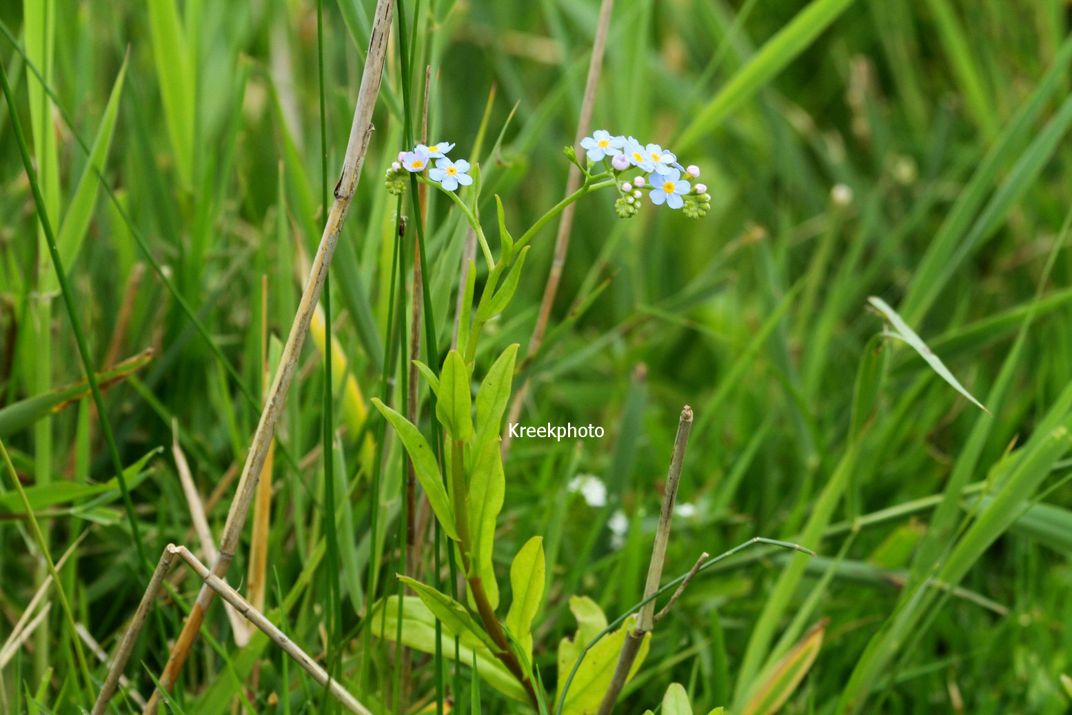 Myosotis palustris