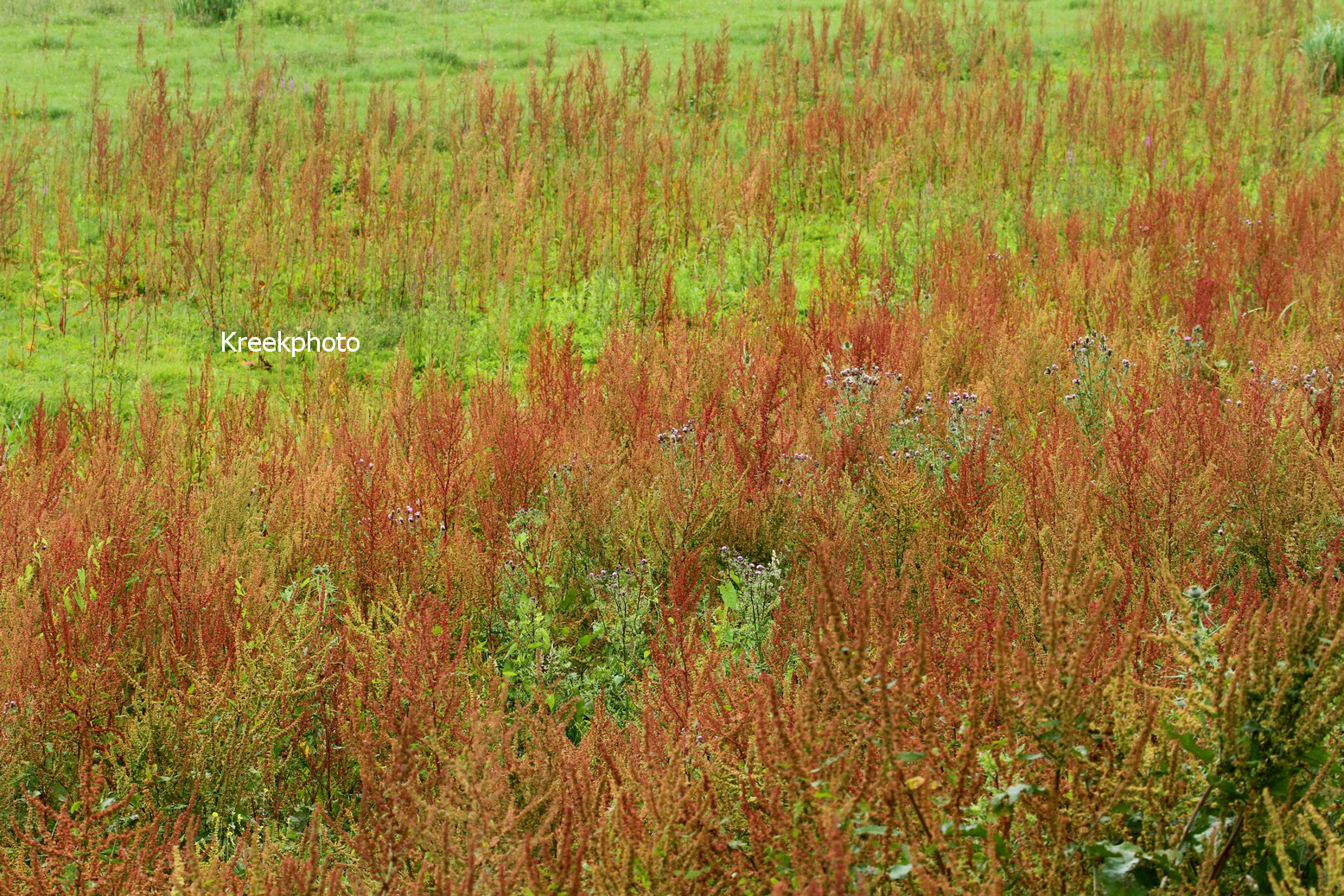 Rumex acetosa