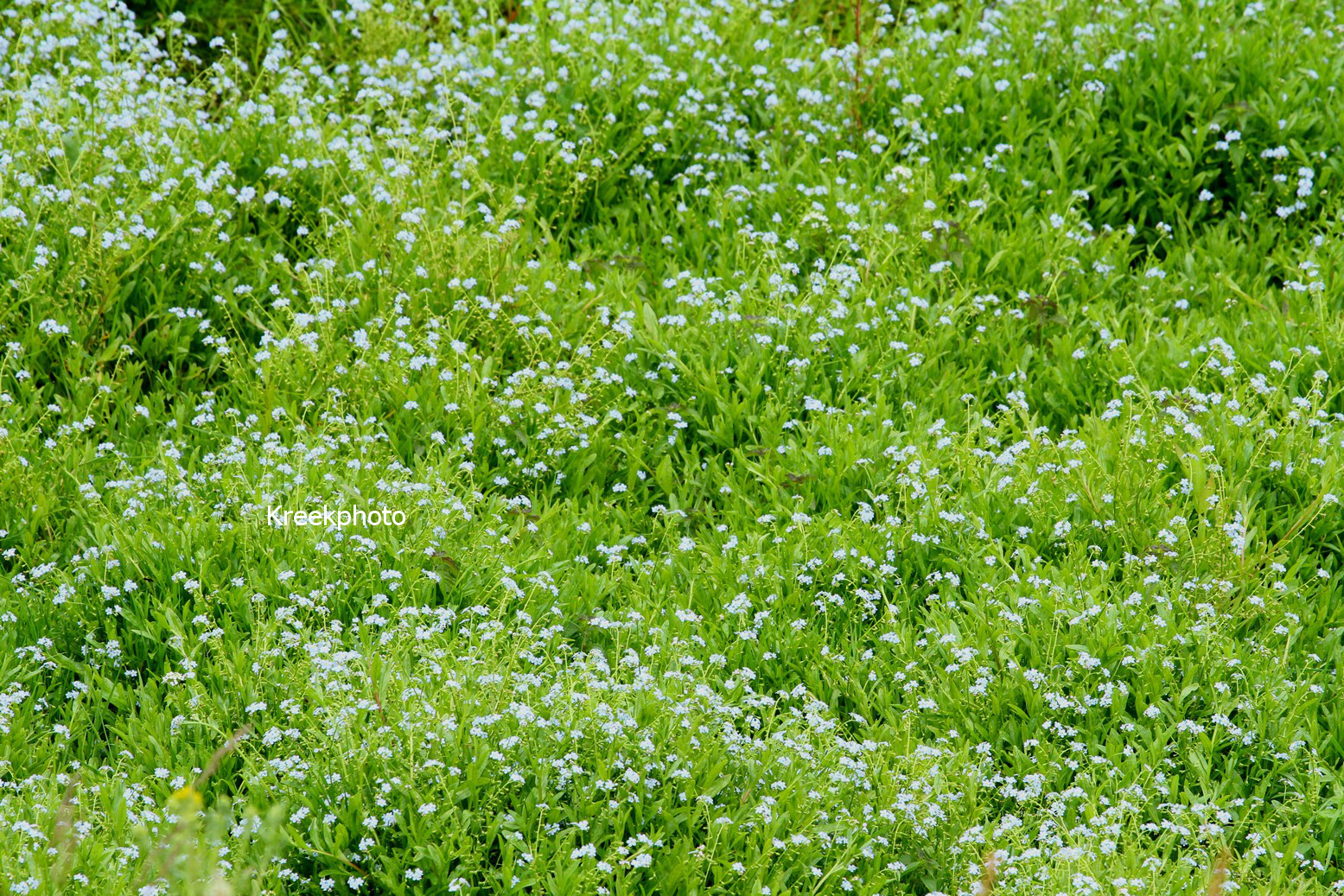 Myosotis palustris