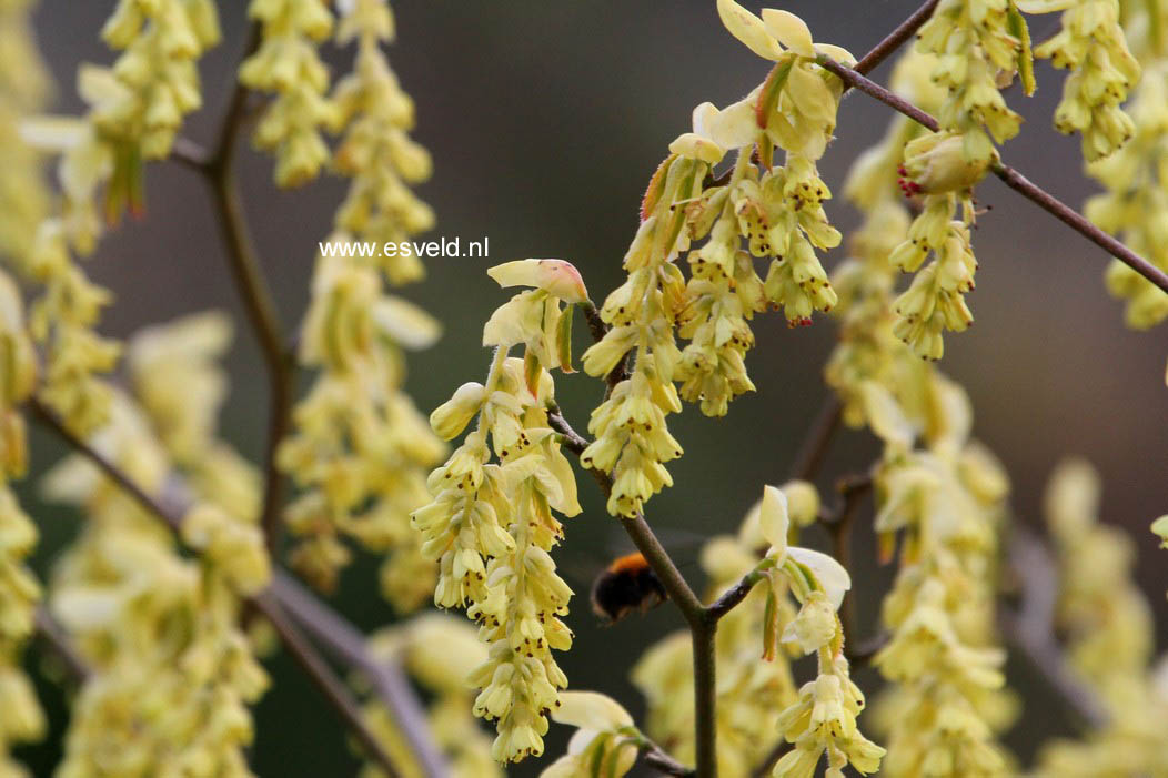 Corylopsis spicata