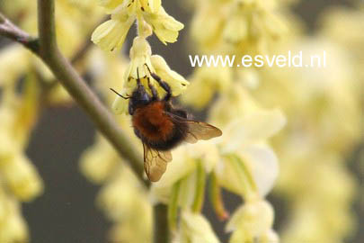 Corylopsis spicata