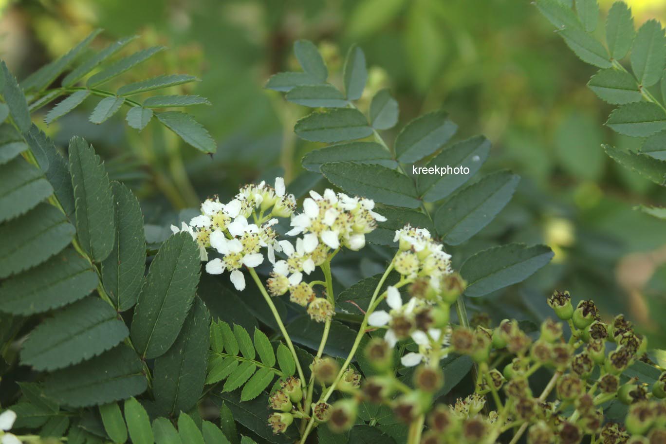 Sorbus 'White Magic'