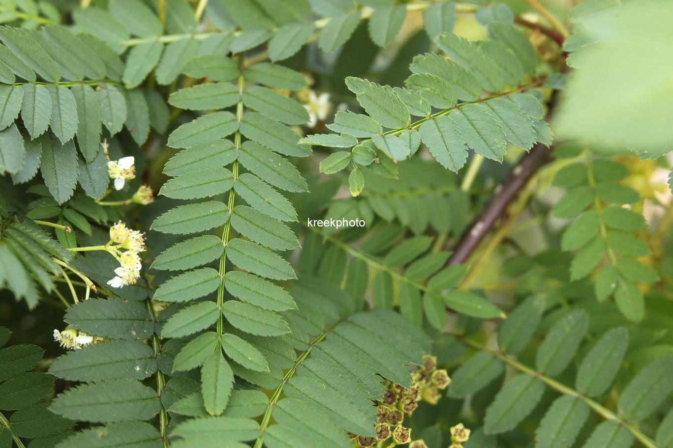 Sorbus 'White Magic'