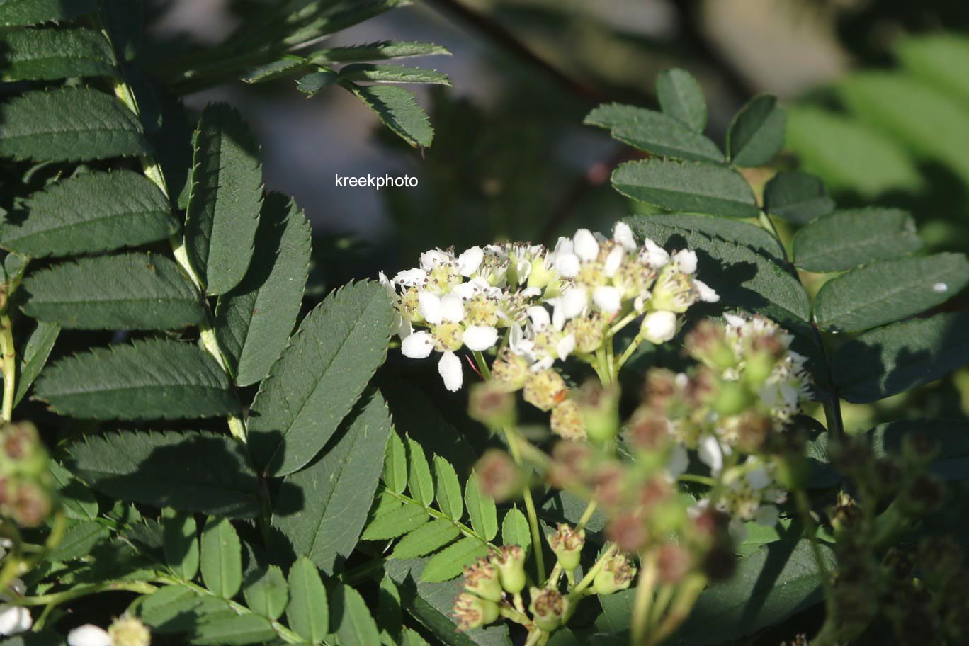 Sorbus 'White Magic'