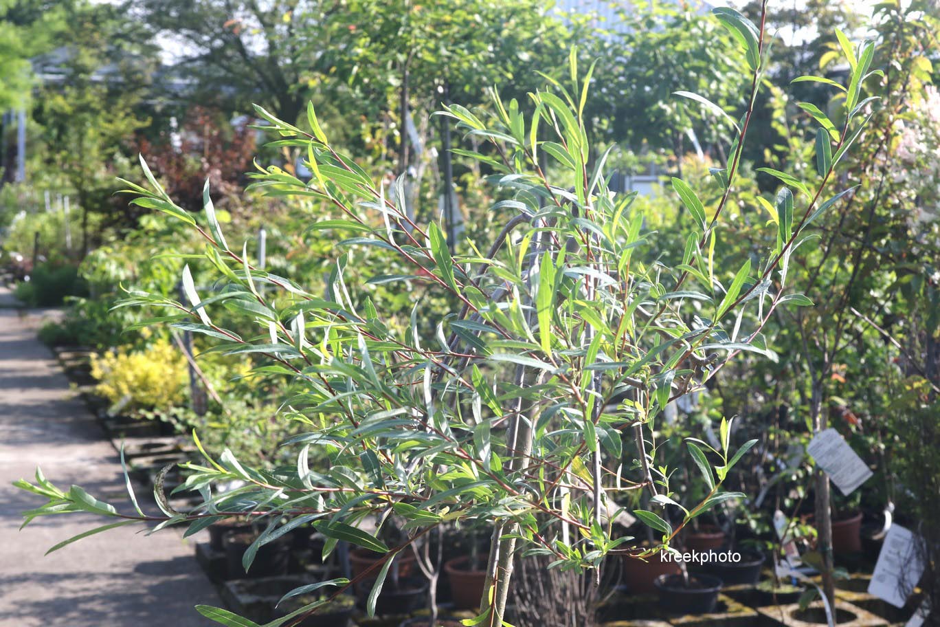 Salix purpurea 'Pendula'