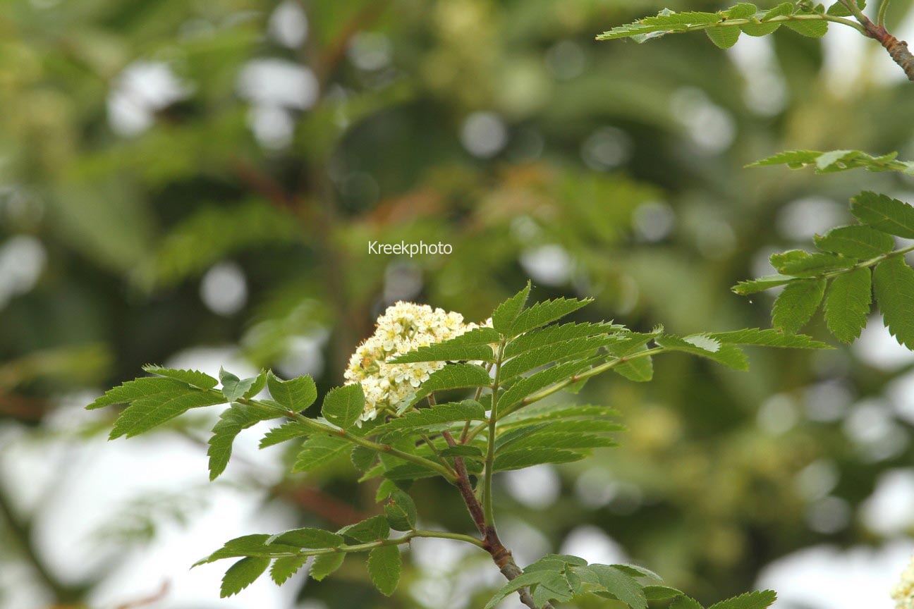 Sorbus japonica