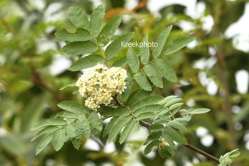 Sorbus japonica