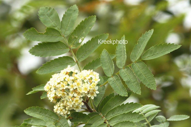 Sorbus japonica