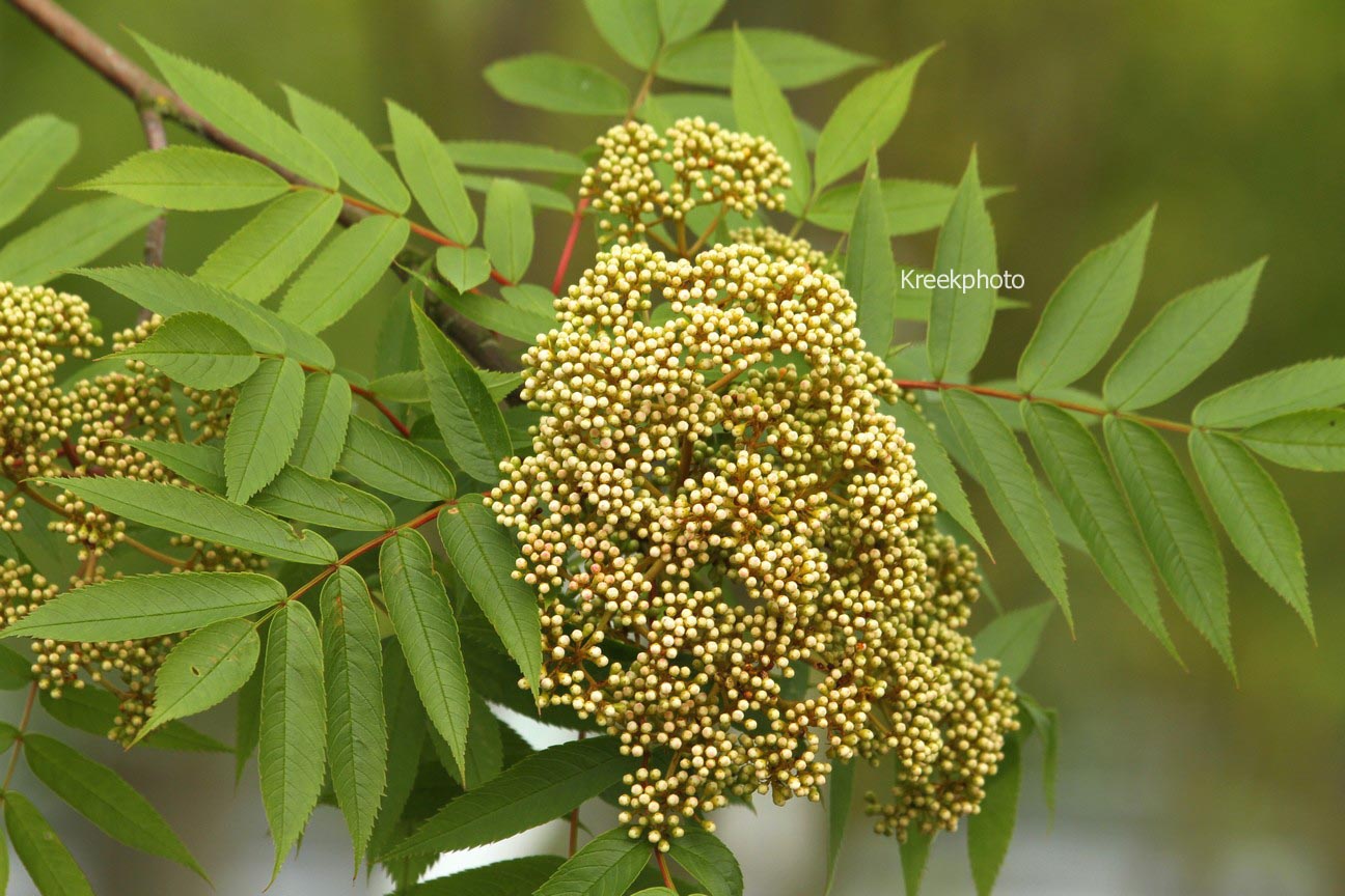 Sorbus 'Wilfrid Fox'