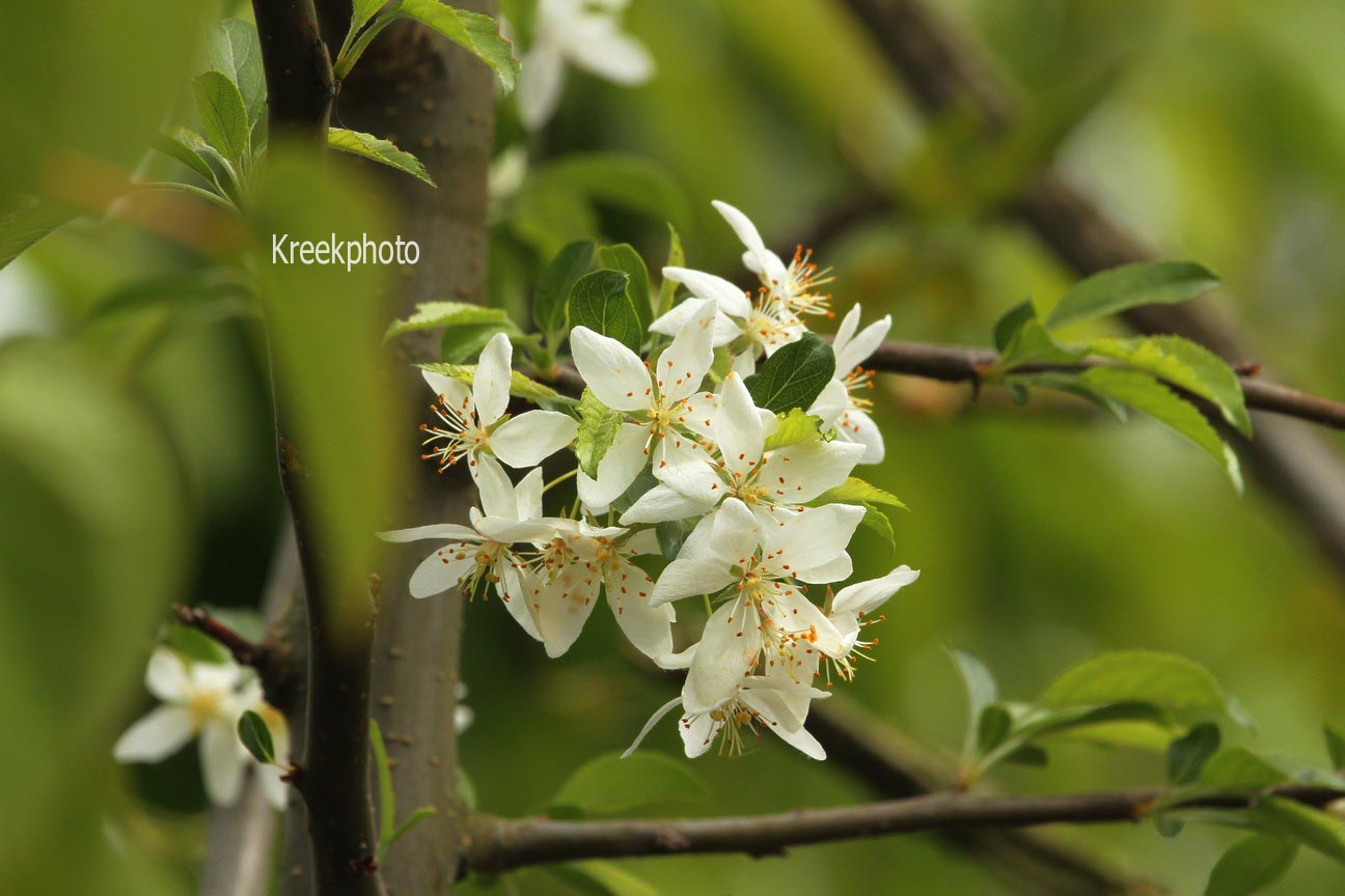 Malus toringo 'Brouwers Beauty'