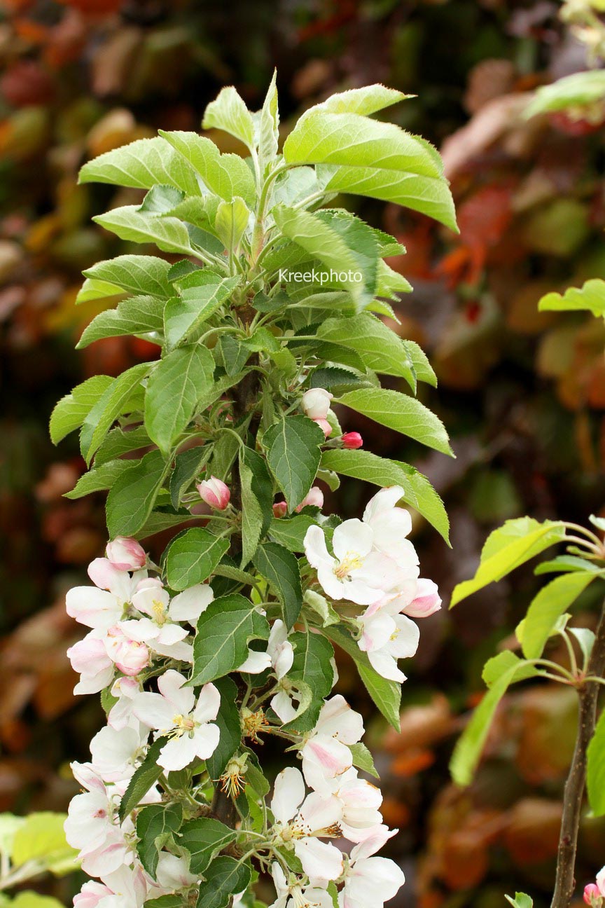 Malus domestica 'Suncats'