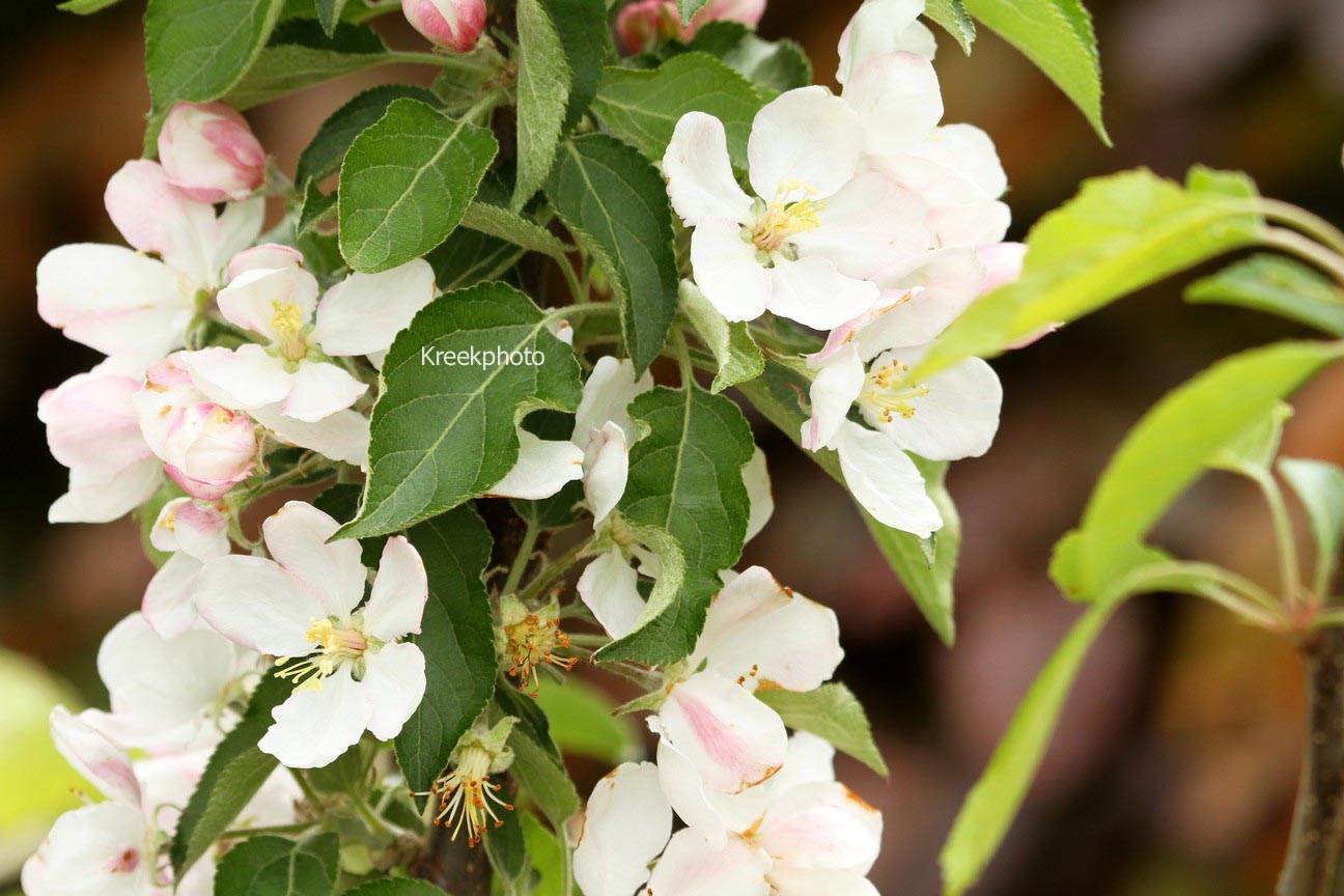 Malus domestica 'Suncats'