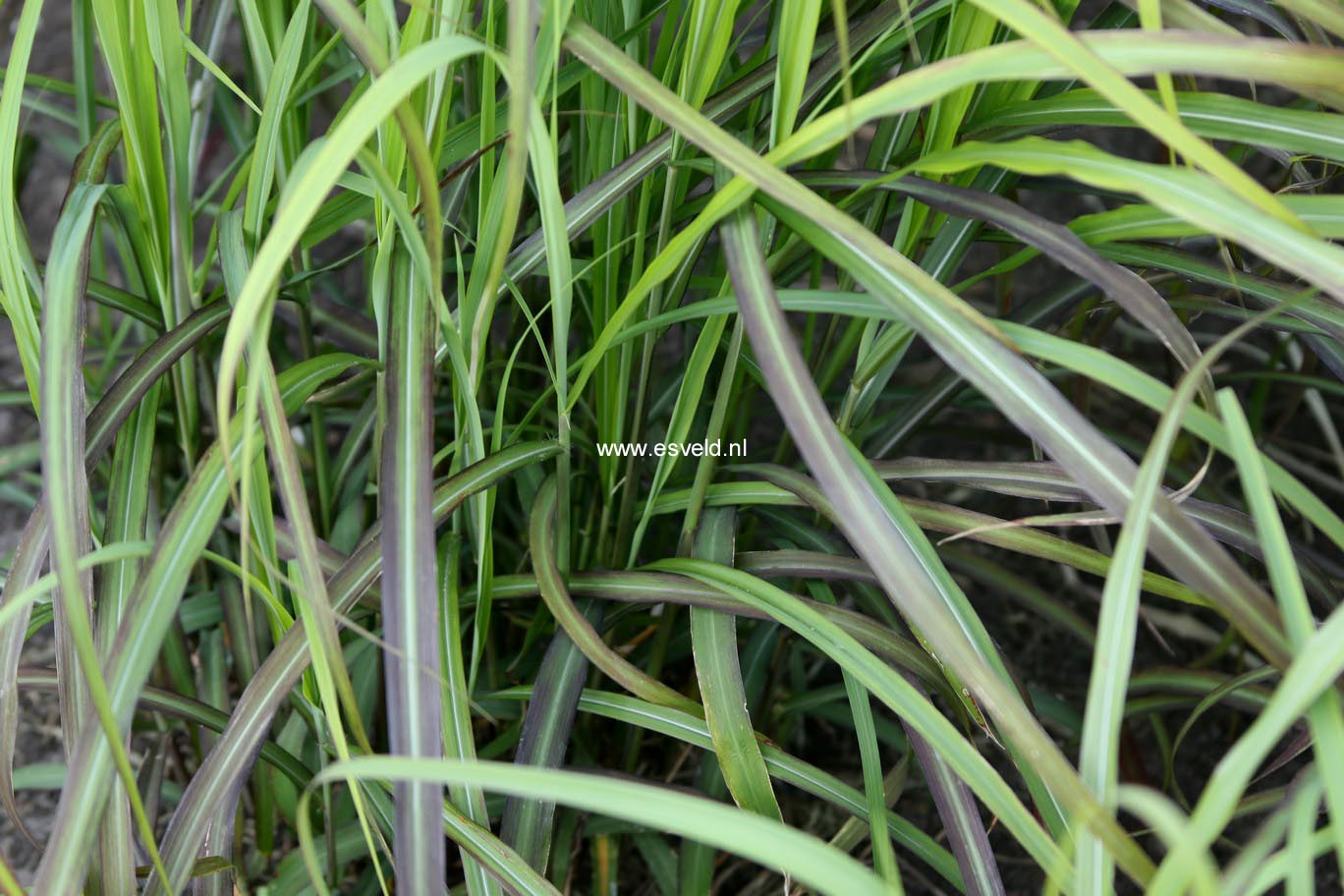 Miscanthus sinensis 'Ibiza'