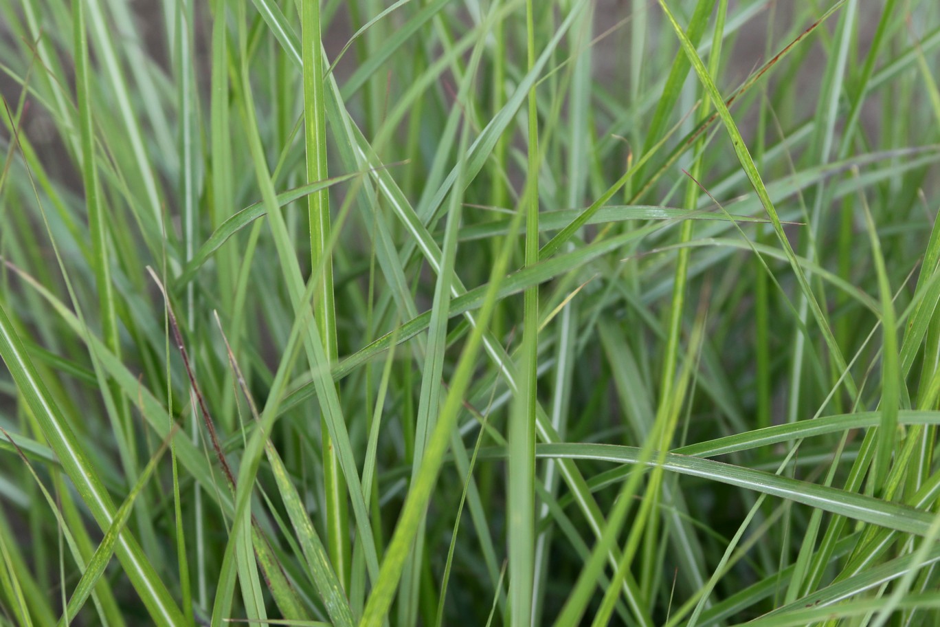 Miscanthus sinensis 'Ibiza'