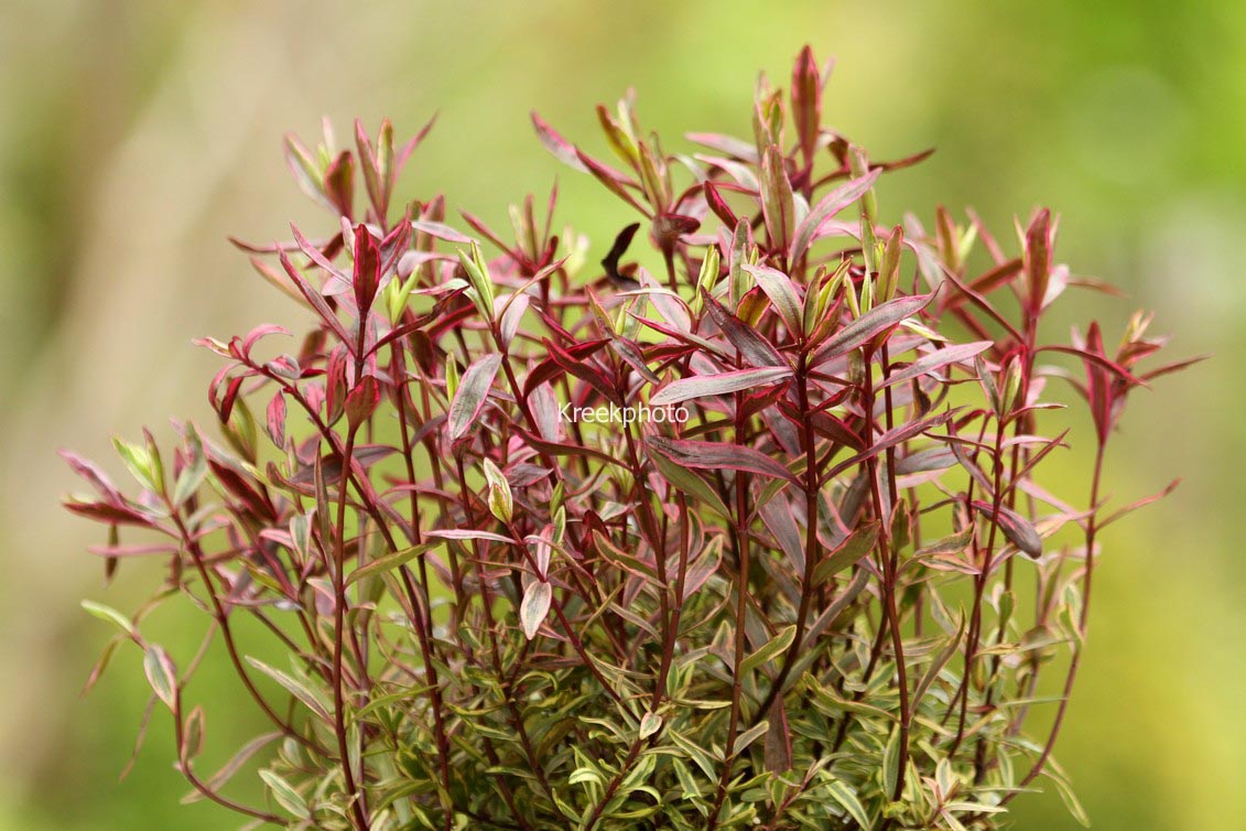 Hebe 'Wild Romance'