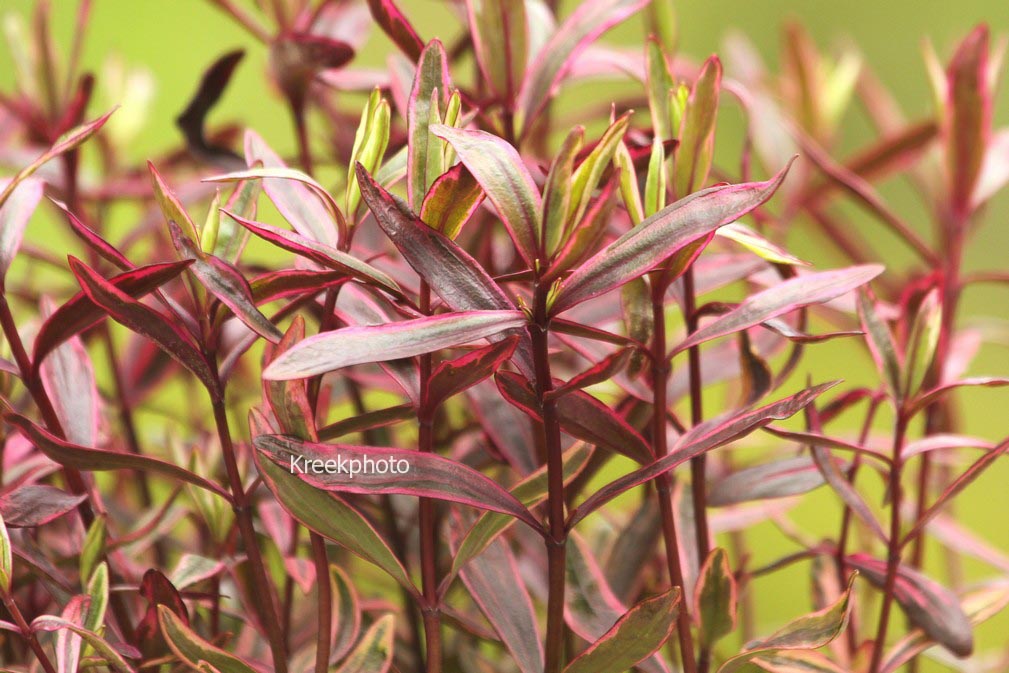 Hebe 'Wild Romance'