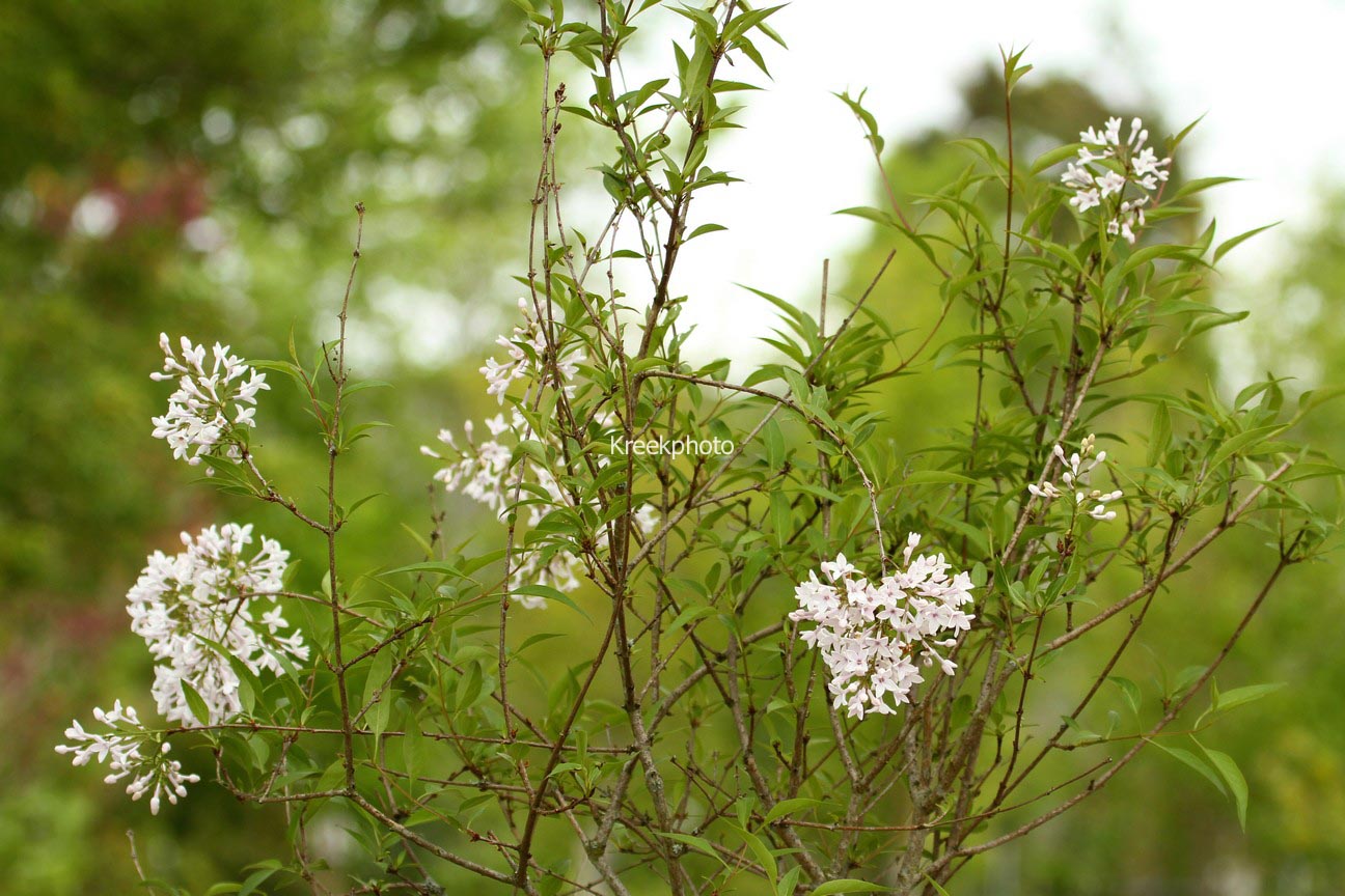 Syringa diversifolia 'Felice'