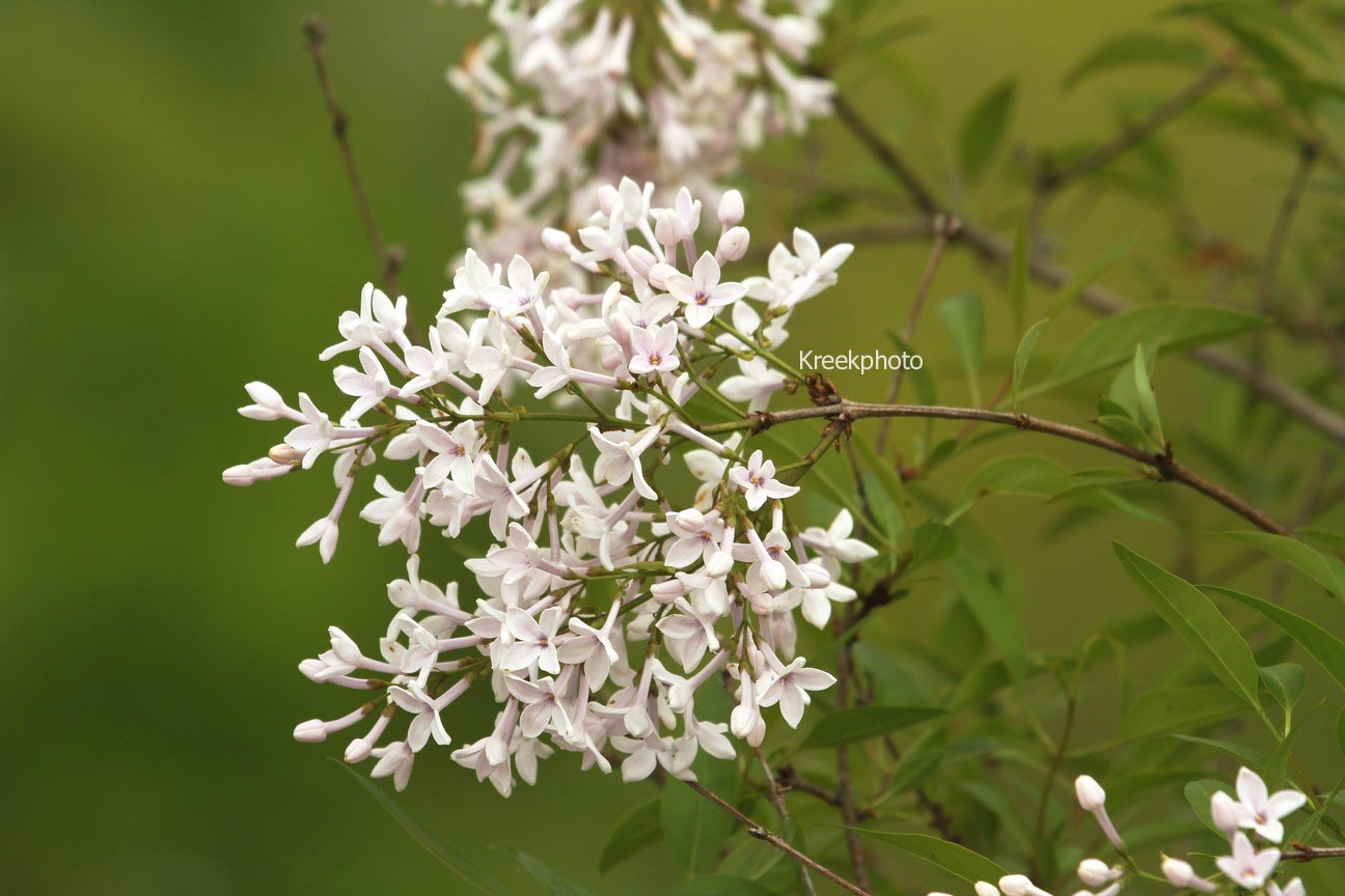 Syringa diversifolia 'Felice'
