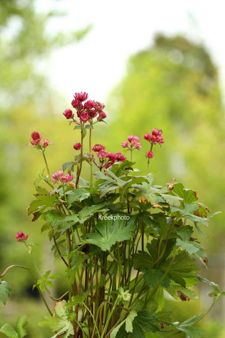 Astrantia major 'Abbey Road'