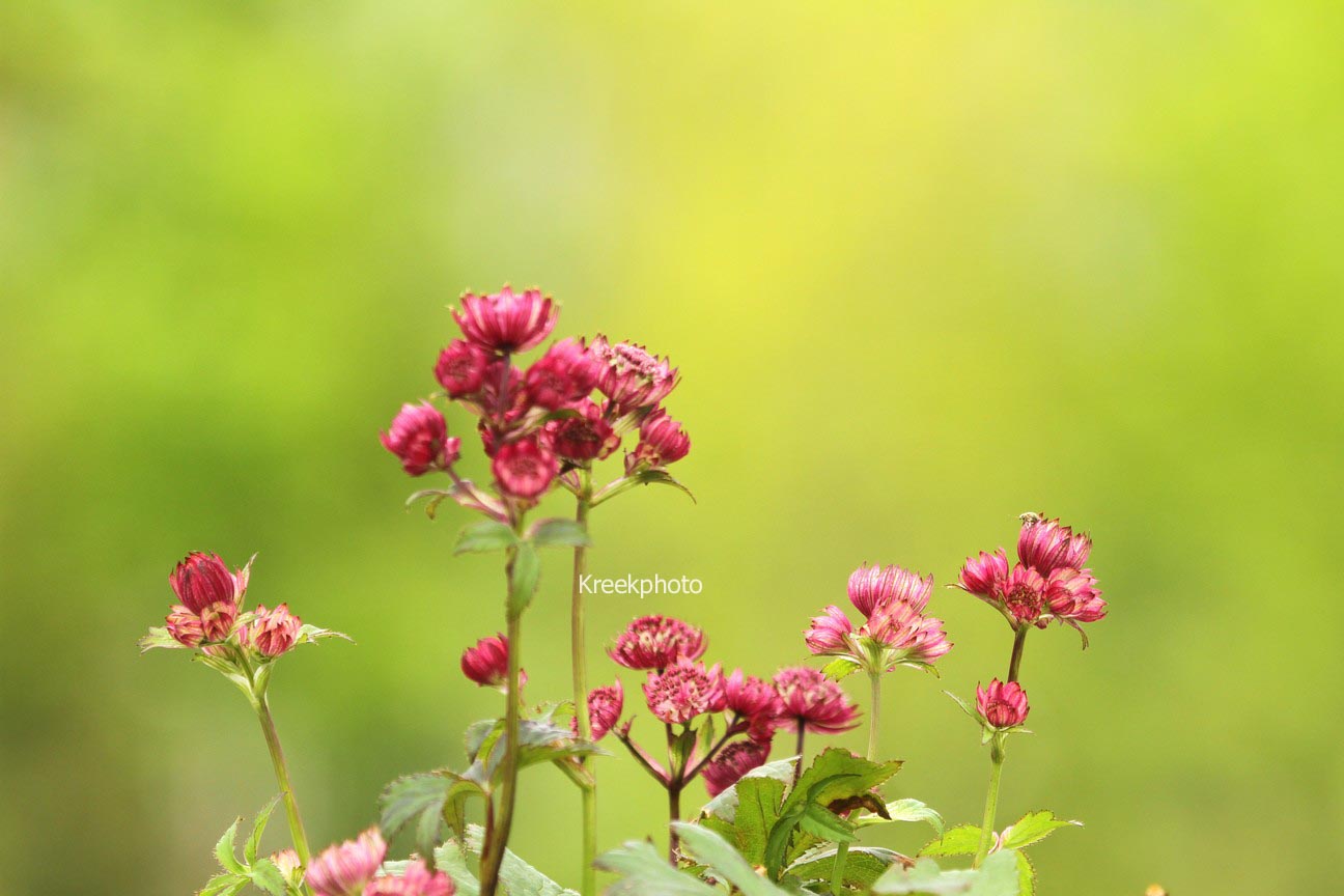 Astrantia major 'Abbey Road'