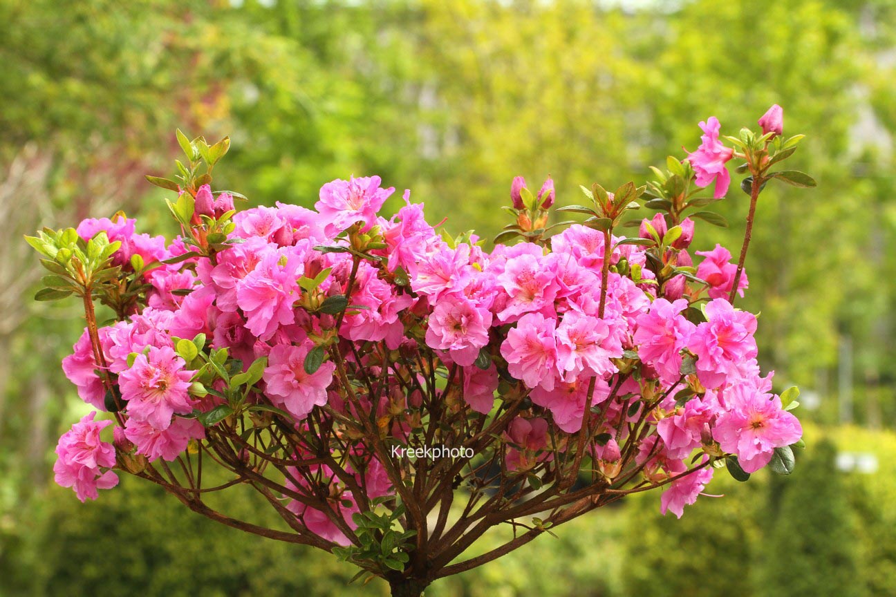 Azalea 'Thekla'