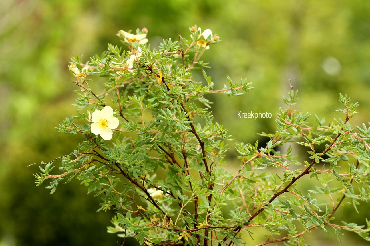Potentilla fruticosa 'Elfenbein'