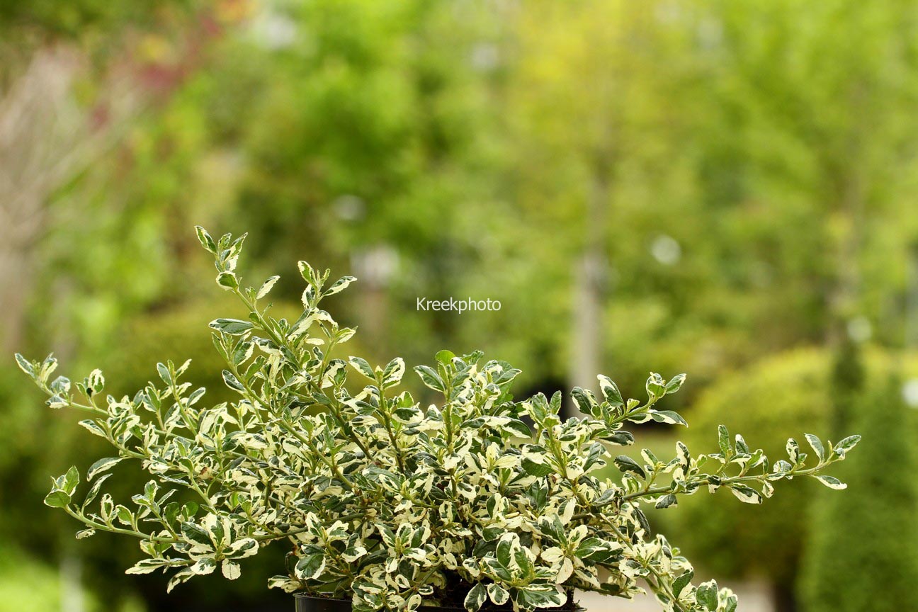 Ceanothus griseus 'Silver Surprise'