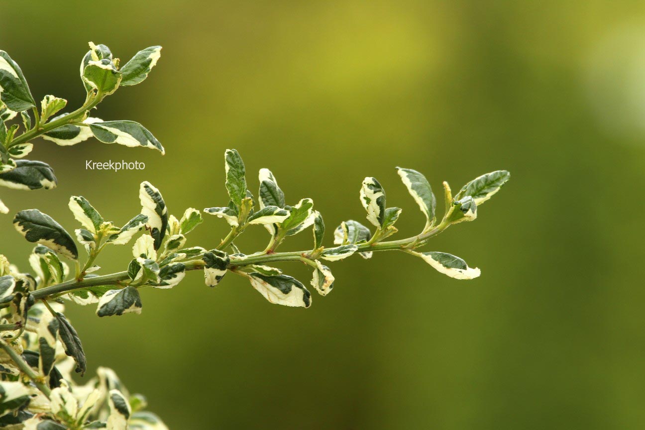 Ceanothus griseus 'Silver Surprise'