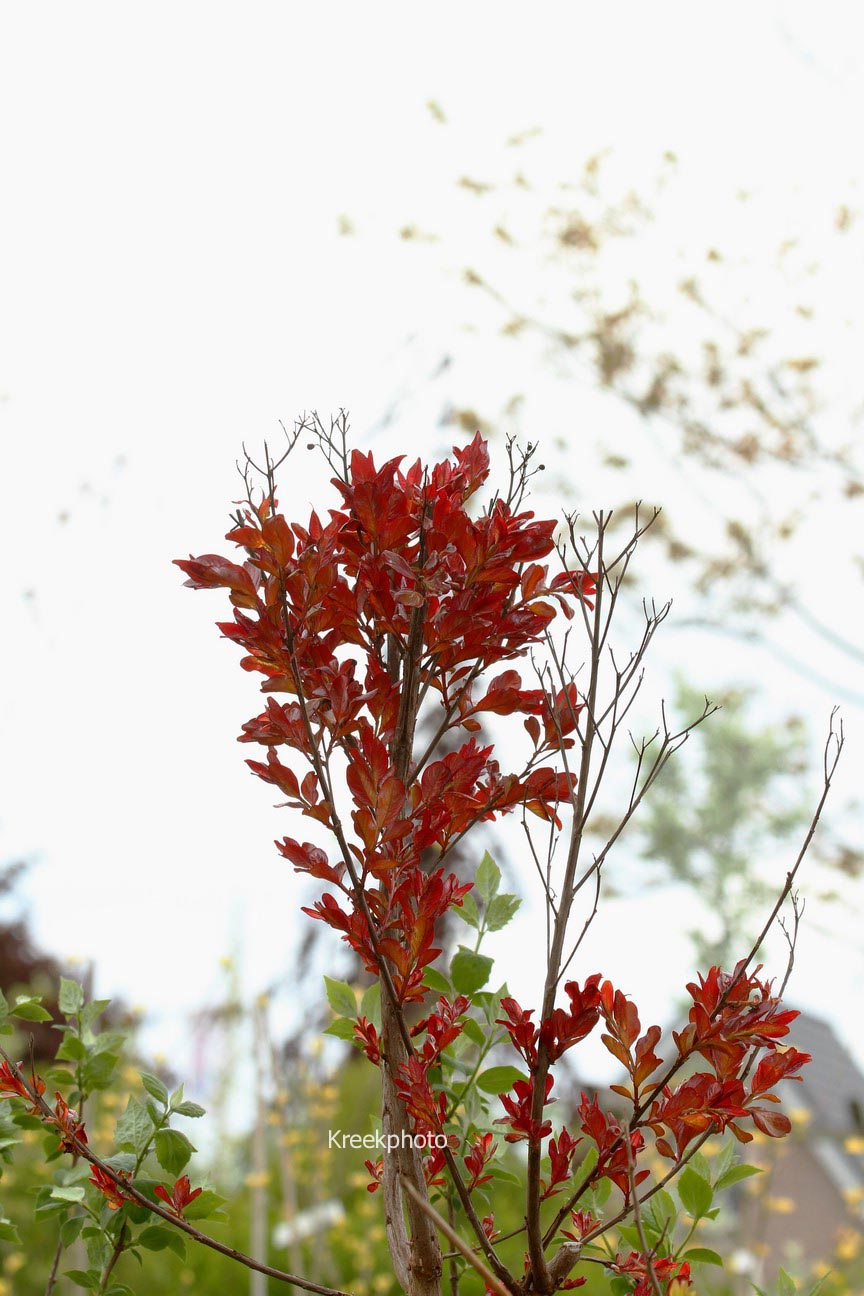Lagerstroemia indica 'Red Imperator'