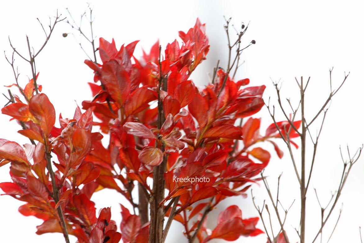 Lagerstroemia indica 'Red Imperator'