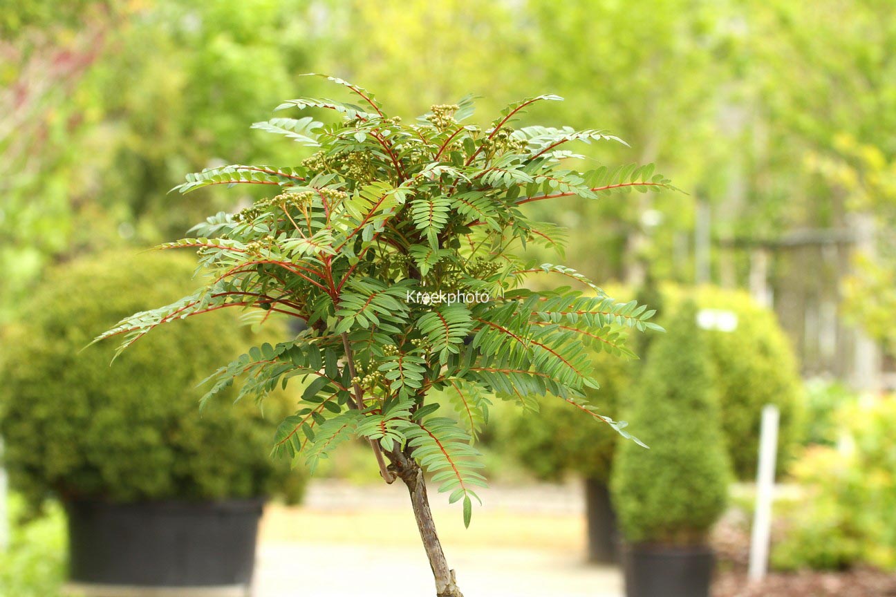 Sorbus 'Purple Magic'