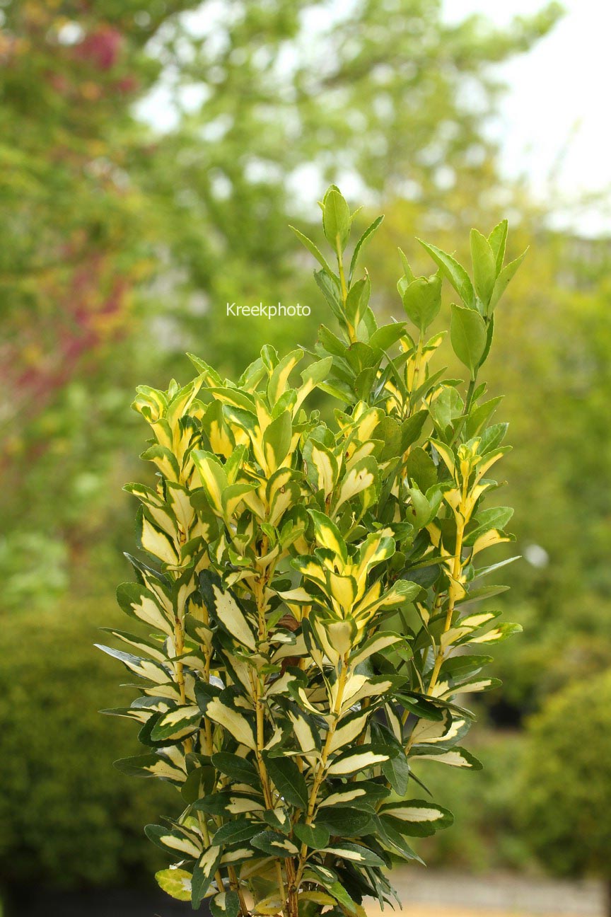 Euonymus japonicus 'Gold Queen'