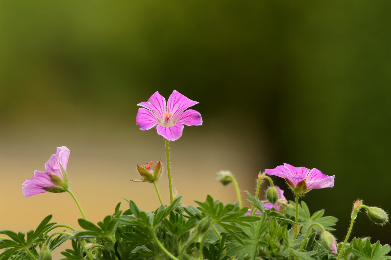 Geranium sanguineum 'Canon Miles'