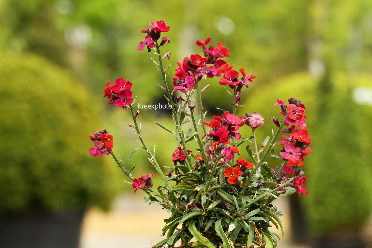 Erysimum 'Red Jep'