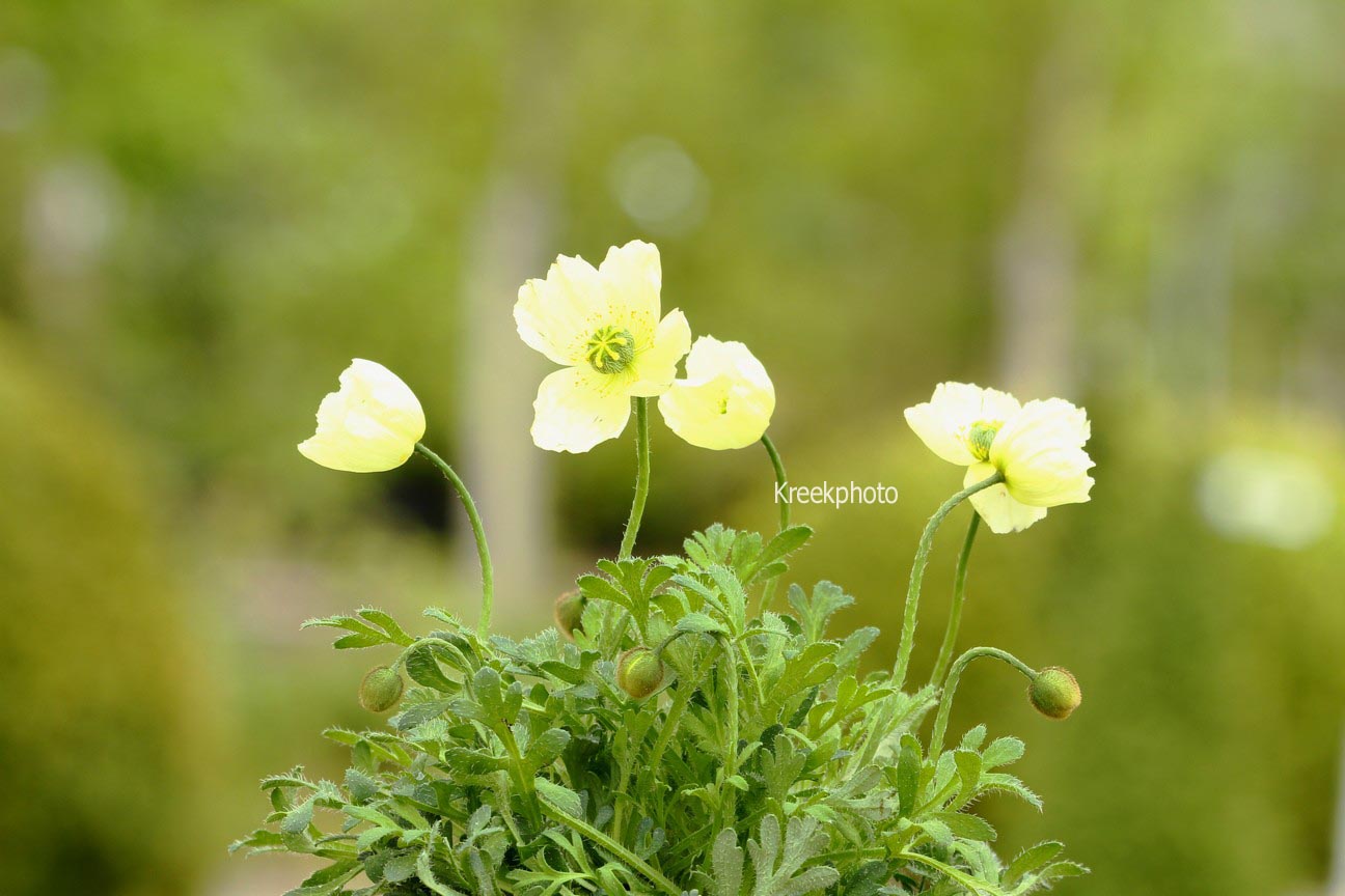 Papaver miyabeanum 'Pacino'