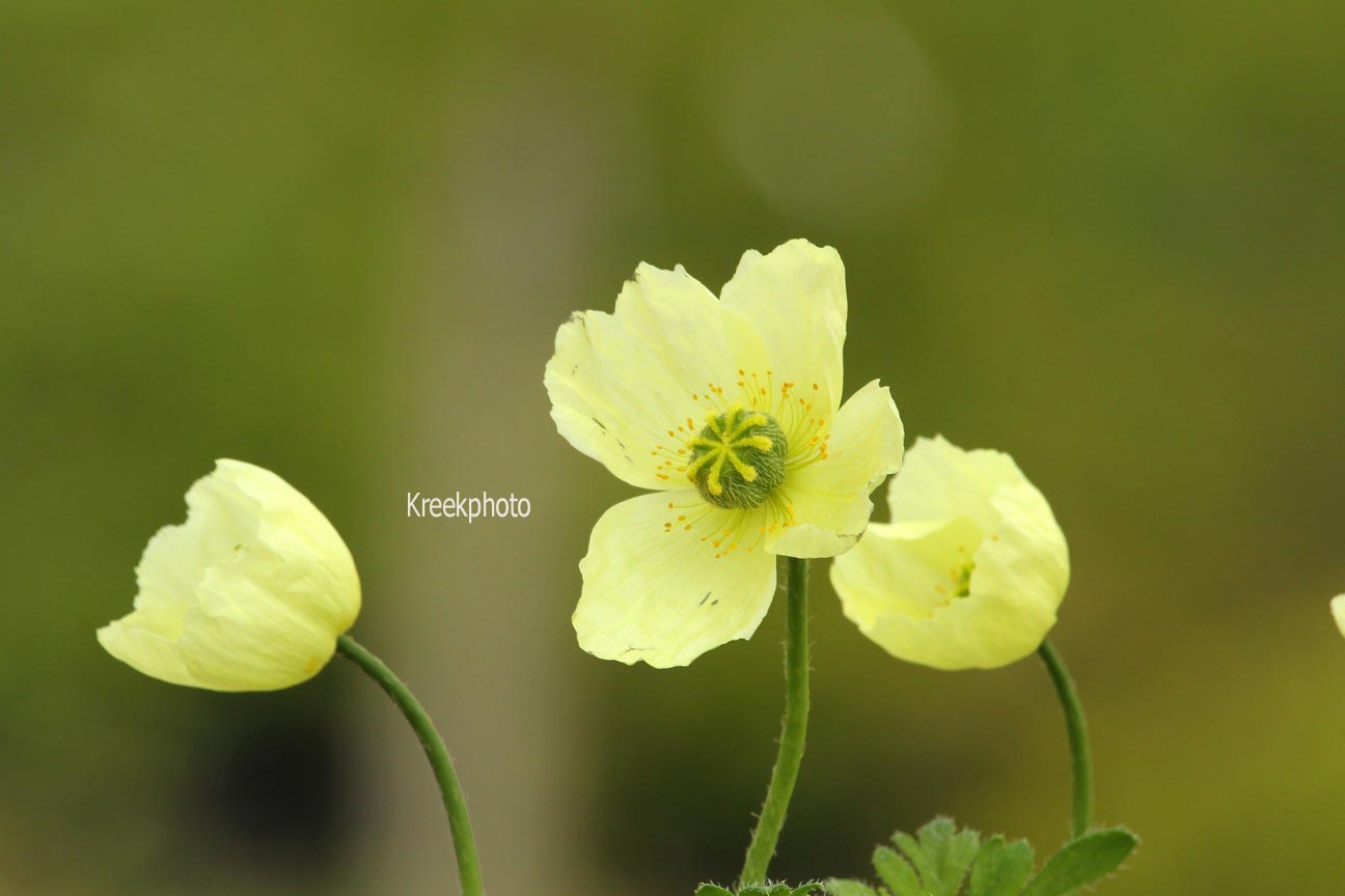 Papaver miyabeanum 'Pacino'