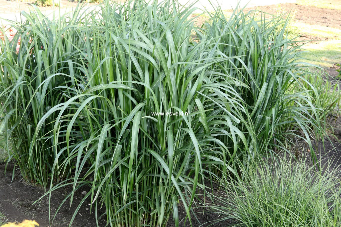 Miscanthus sinensis 'Ards Angel'